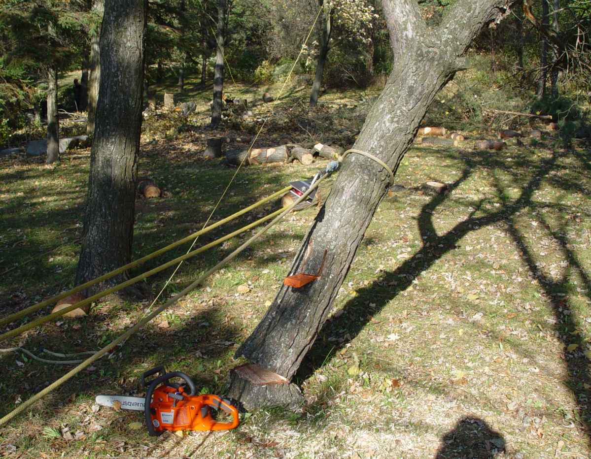 Technical Tree Falling & Hazard & Danger Tree Cutting Course